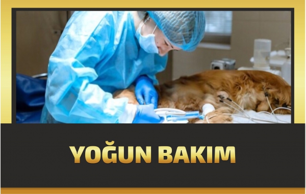 YOĞUN BAKIM