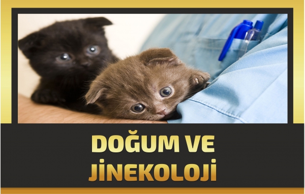 DOĞUM VE JİNEKOLOJİ