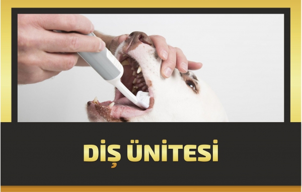 DİŞ ÜNİTESİ